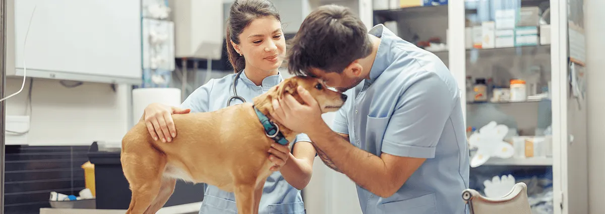 Banner de Medicina Veterinária