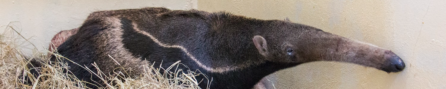 Tamanduá-bandeira tratado na PUC Minas Poços de Caldas recebe alta