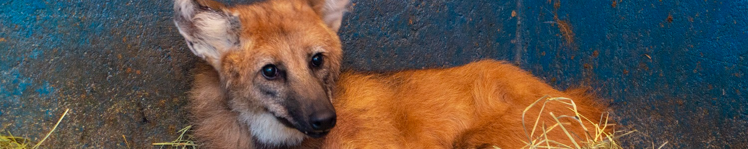 Lobo-guará é reabilitado na PUC Minas Poços de Caldas 